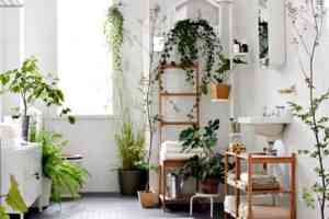 10 комнатных растений для ванной комнаты