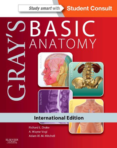 Gray's Basic Anatomy IE with STUDENT CONSULT online and print (Основы анатомии Грэйса) 87 Gray's Basic Anatomy IE with STUDENT CONSULT online and print (Основы анатомии Грэйса) — изображение 87
