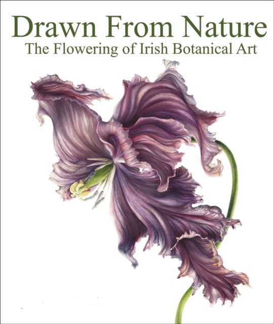 Drawn From Nature : The Flowering of Irish Botanical Art (Патрисия Батлер: Нарисовано с натуры. Расцвет ирландского ботанического искусства) 83 Drawn From Nature : The Flowering of Irish Botanical Art (Патрисия Батлер: Нарисовано с натуры. Расцвет ирландского ботанического искусства) — изображение 83